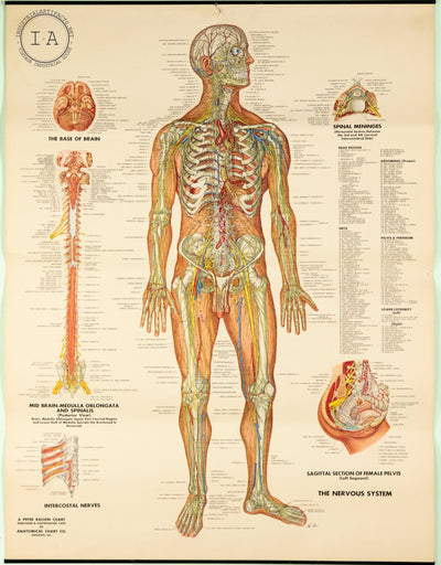 1949 Peter Bachin Male Anatomy Nervous System Chart