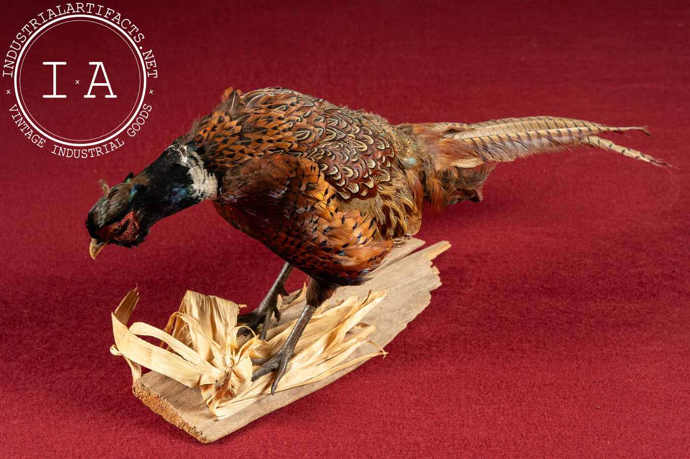 Vintage Ring-Necked Pheasant Taxidermy Mount