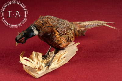 Vintage Ring-Necked Pheasant Taxidermy Mount