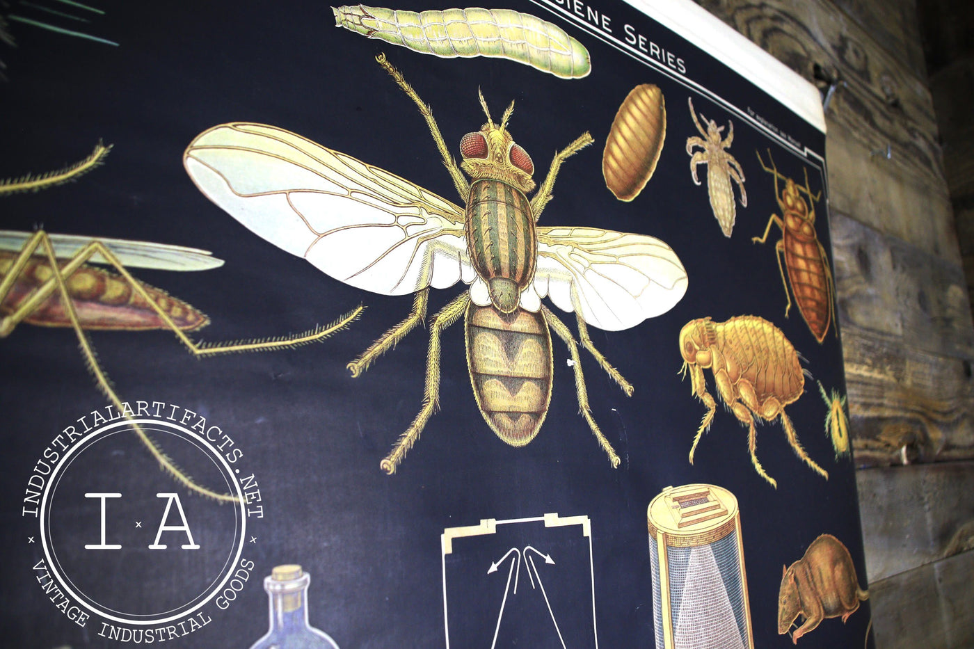 Early 1900s Biological Diagram Pulldown Screen