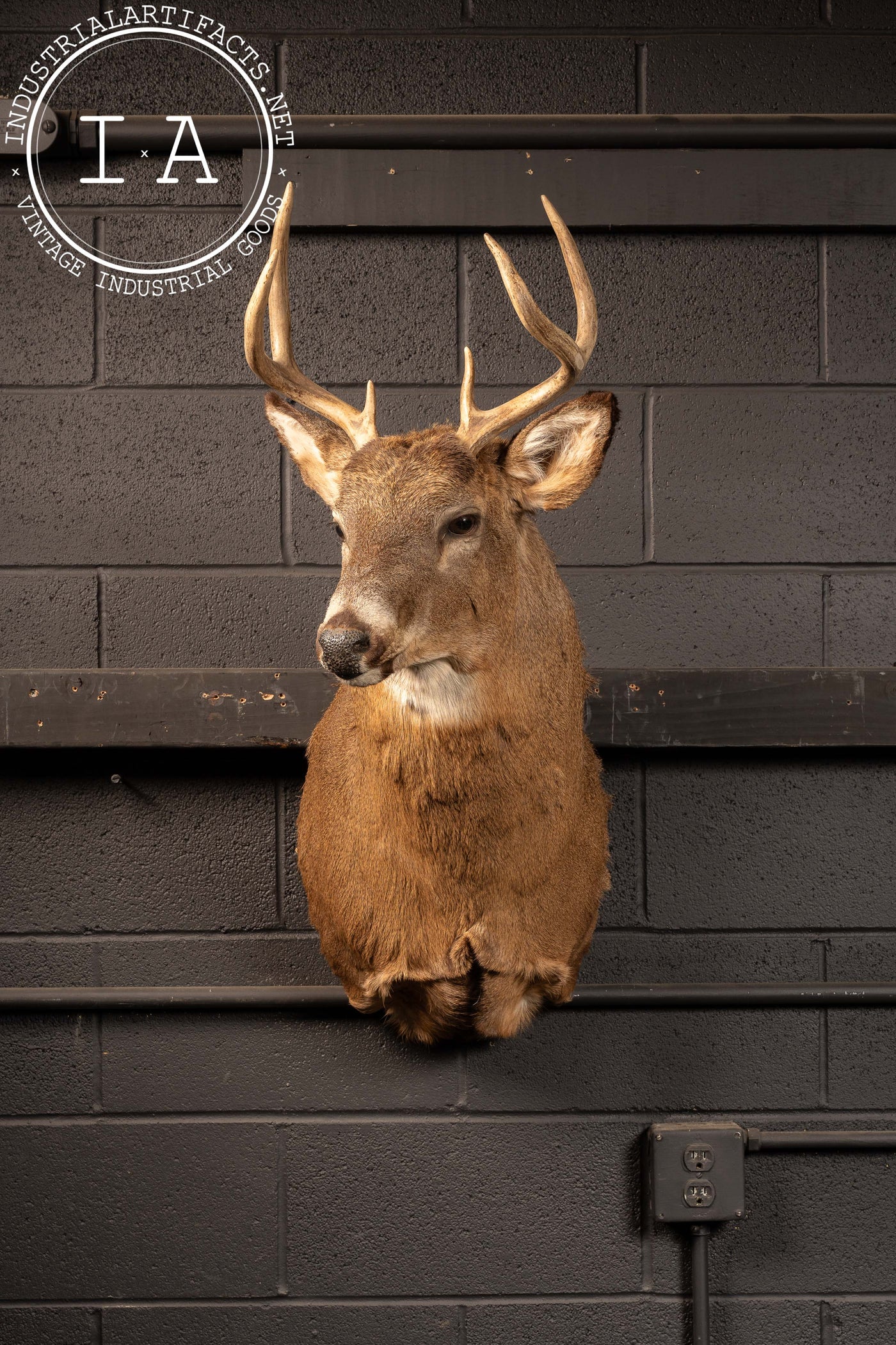 Vintage Six-Point Whitetail Buck Taxidermy Mount