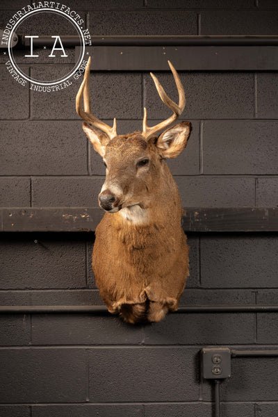 Vintage Six-Point Whitetail Buck Taxidermy Mount