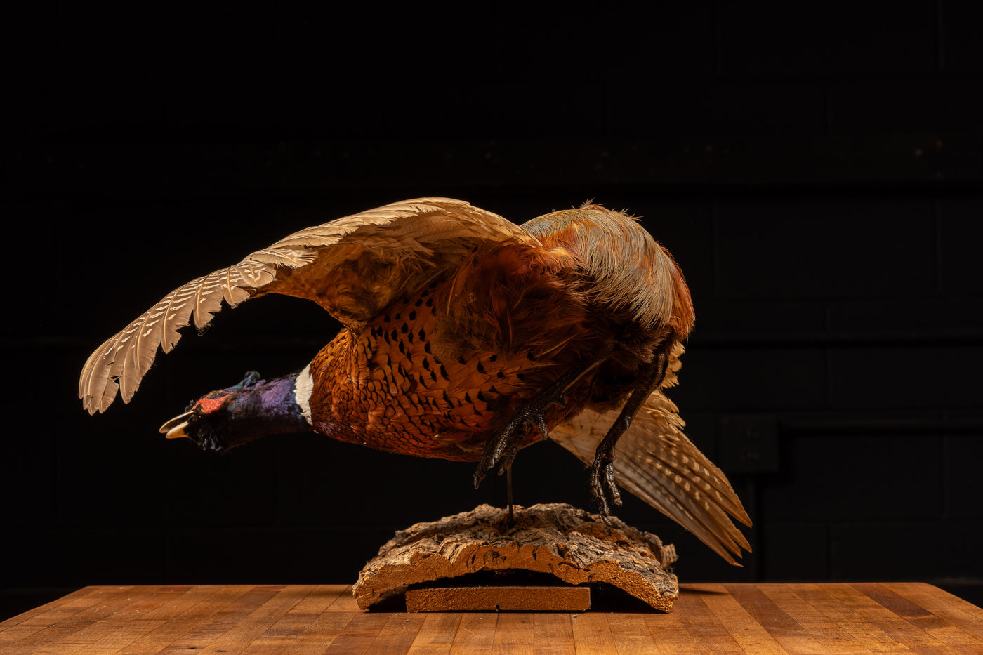 Vintage Pheasant Taxidermy