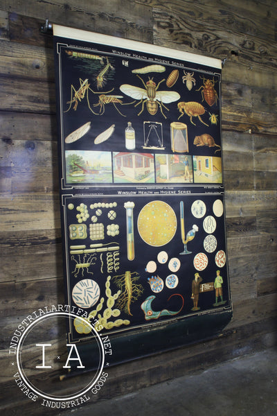 Early 1900s Biological Diagram Pulldown Screen
