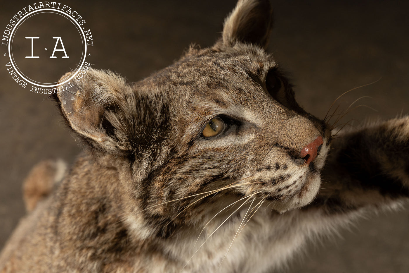 Vintage Taxidermy Bobcat with Quail Mount