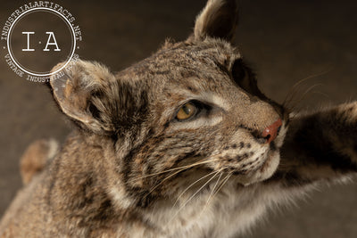 Vintage Taxidermy Bobcat with Quail Mount