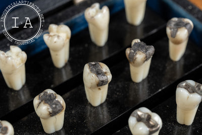 Vintage Dentoform Tooth Case