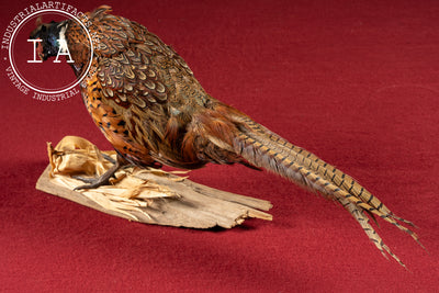 Vintage Ring-Necked Pheasant Taxidermy Mount