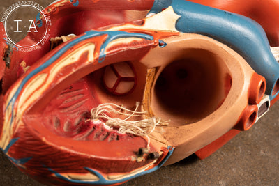 Vintage Denoyer-Geppert Anatomical Heart Model