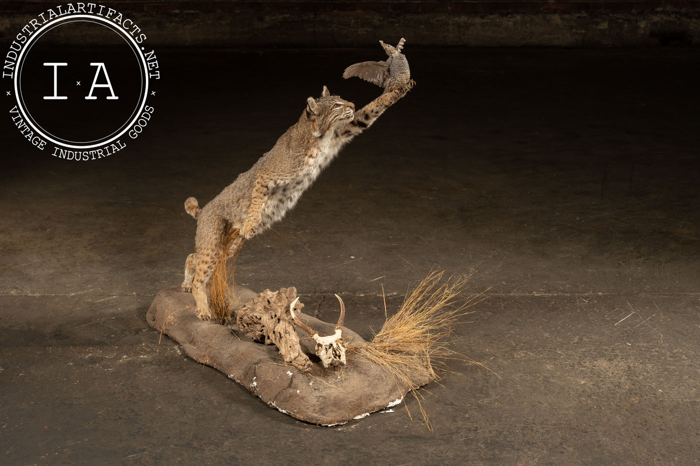 Vintage Taxidermy Bobcat with Quail Mount