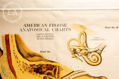 c. 1918 American Frohse Anatomical Chart