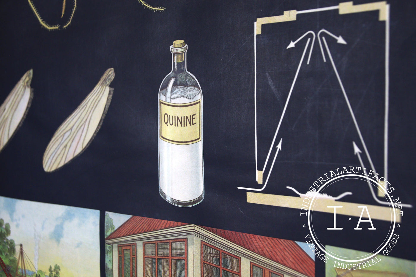 Early 1900s Biological Diagram Pulldown Screen