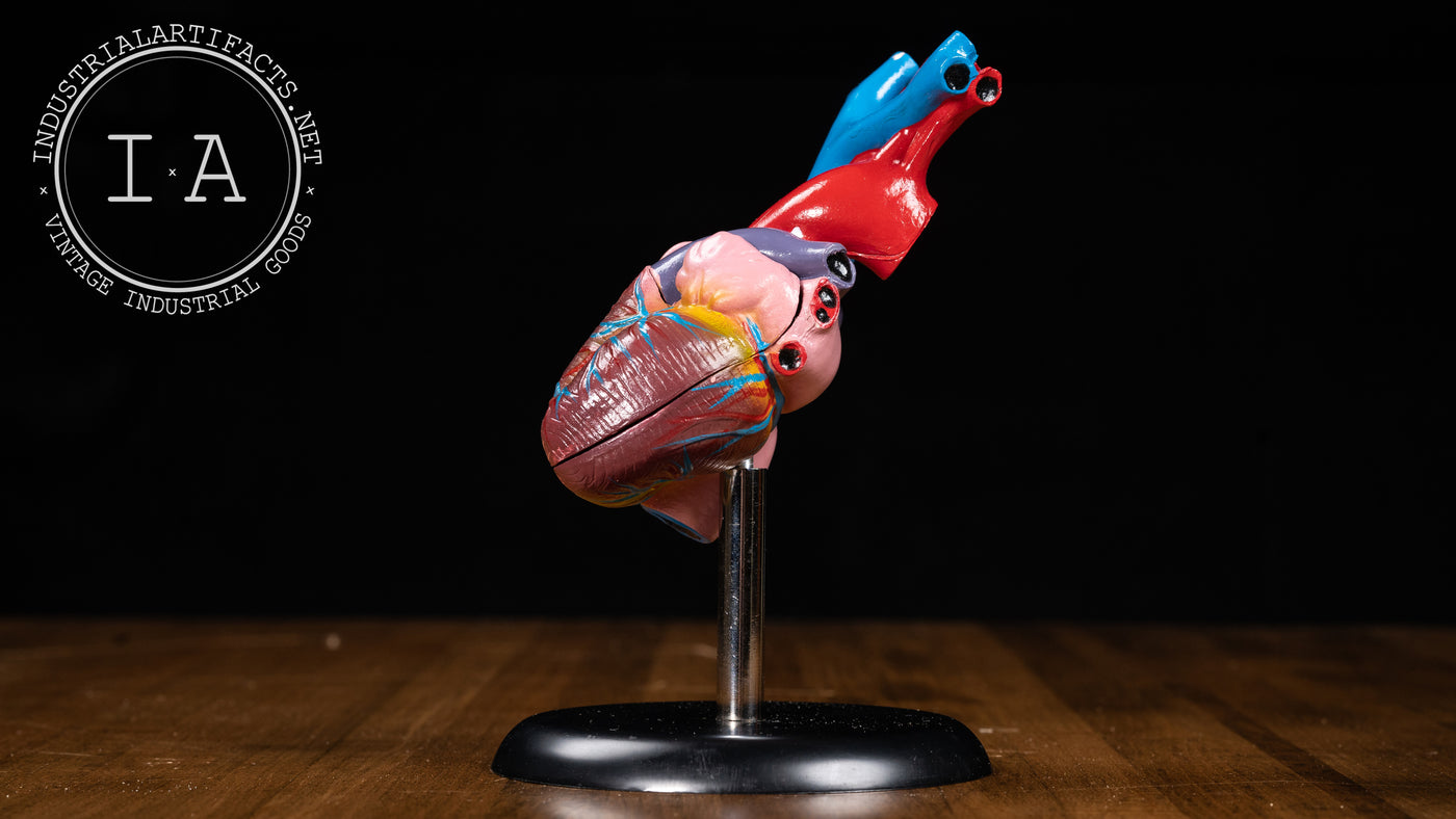 Vintage Laboratory Anatomical Heart Model