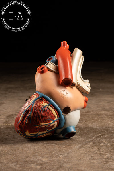 Vintage Denoyer And Geppert Anatomical Heart Model