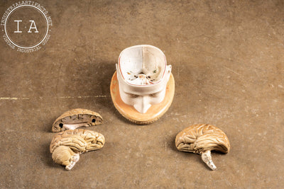 c. 1950 Denoyer Geppert Antique Brain Model