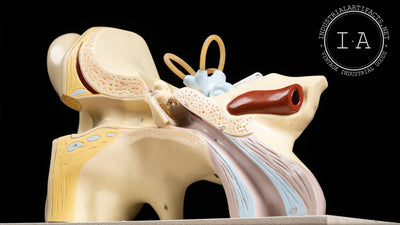 Nystrom Anatomical Ear Model