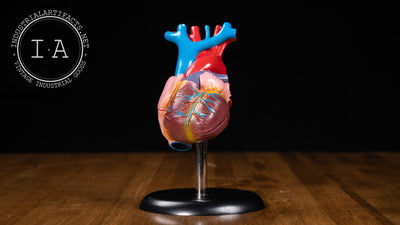 Vintage Laboratory Anatomical Heart Model