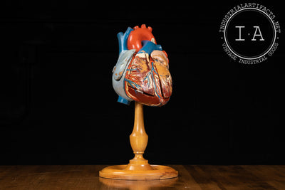 Large Vintage Laboratory Anatomical Heart Model