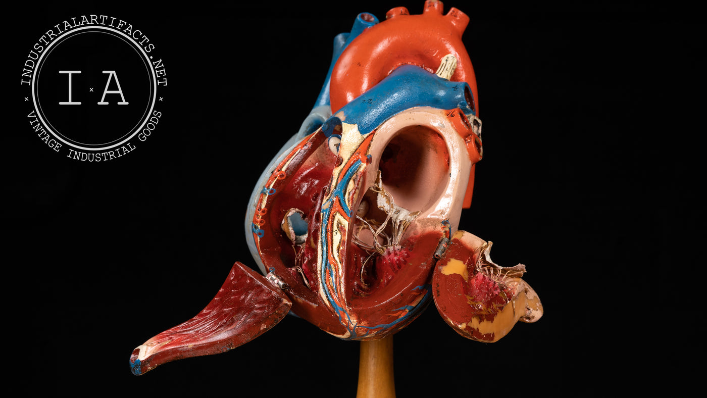 Large Vintage Laboratory Anatomical Heart Model