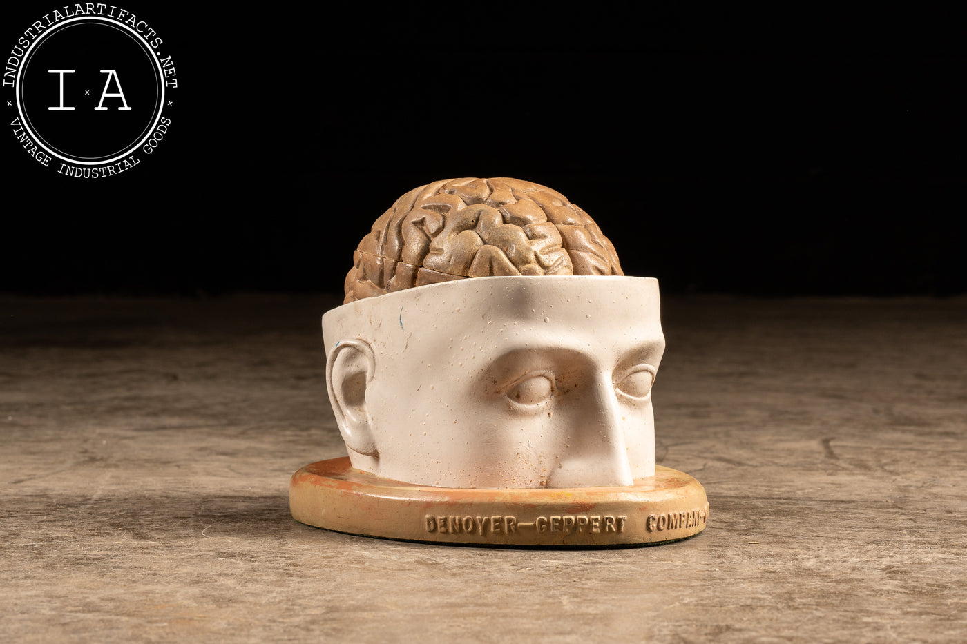 c. 1950 Denoyer Geppert Antique Brain Model