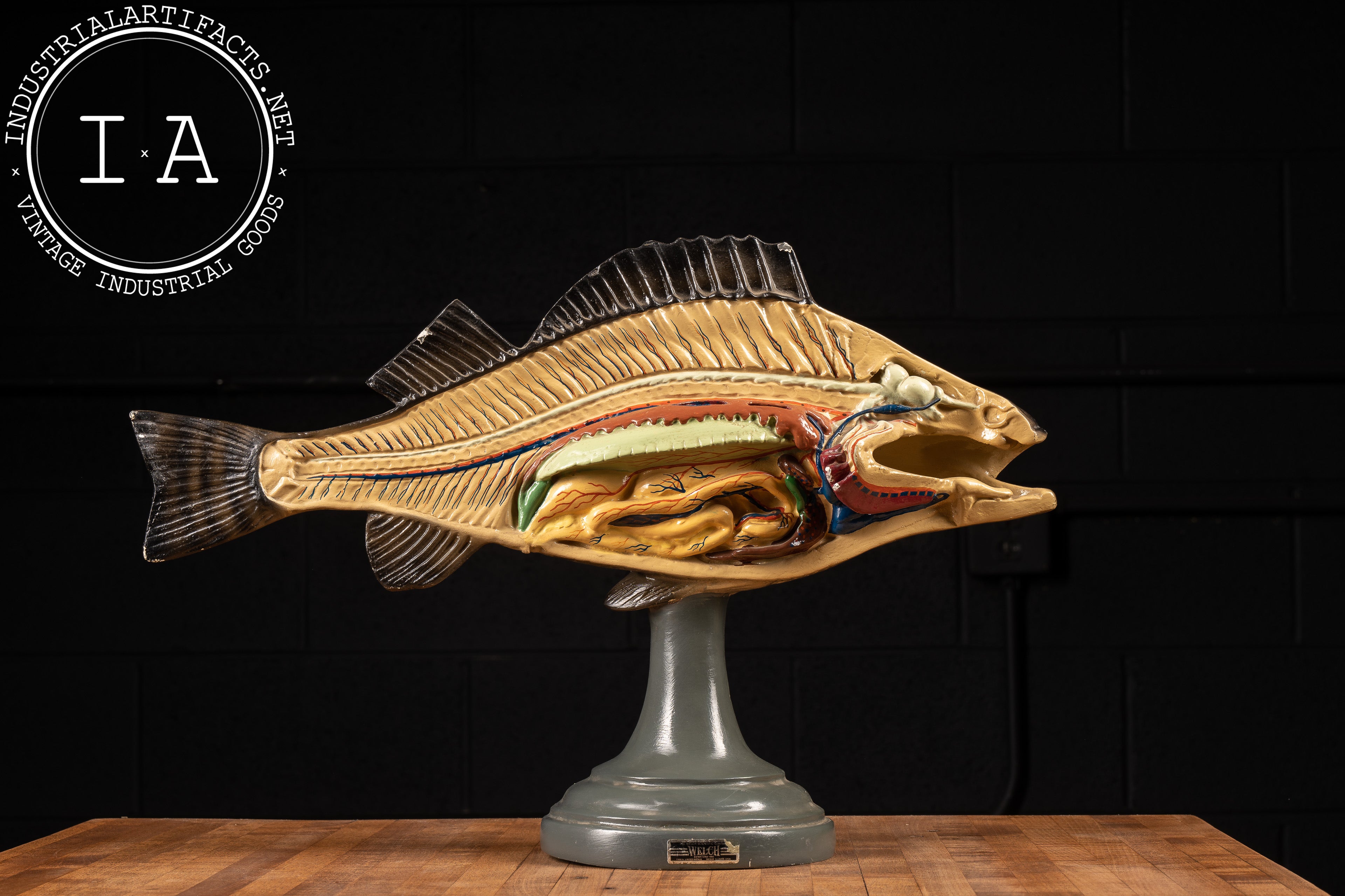 Vintage Sargent-Welch Scientific Anatomical Perch Model – Industrial ...