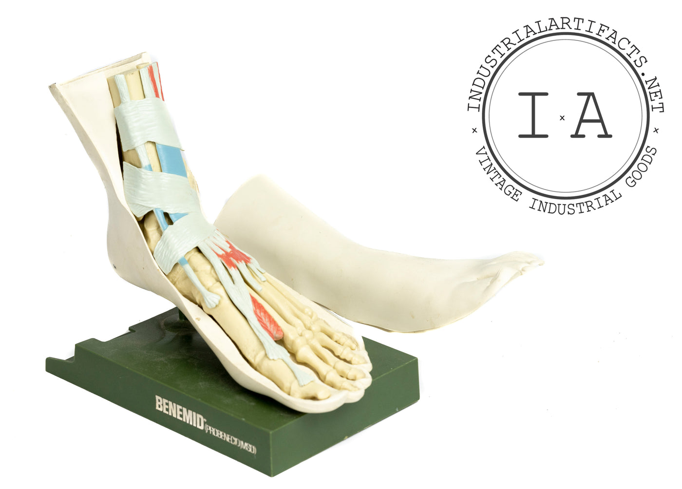Vintage Anatomical Foot Model