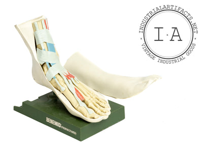 Vintage Anatomical Foot Model