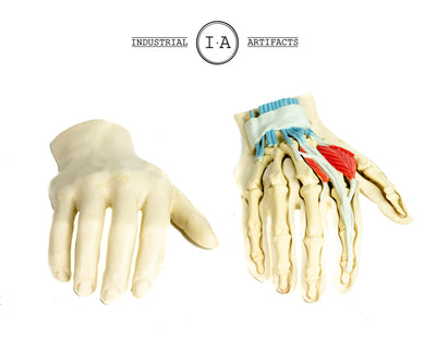 Vintage Anatomical Hand Model