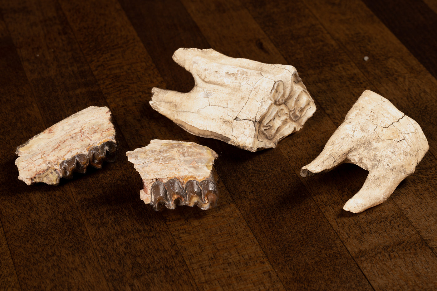 Vintage Jaw Bone Fragments Featuring Teeth
