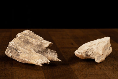Vintage Jaw Bone Fragments Featuring Teeth