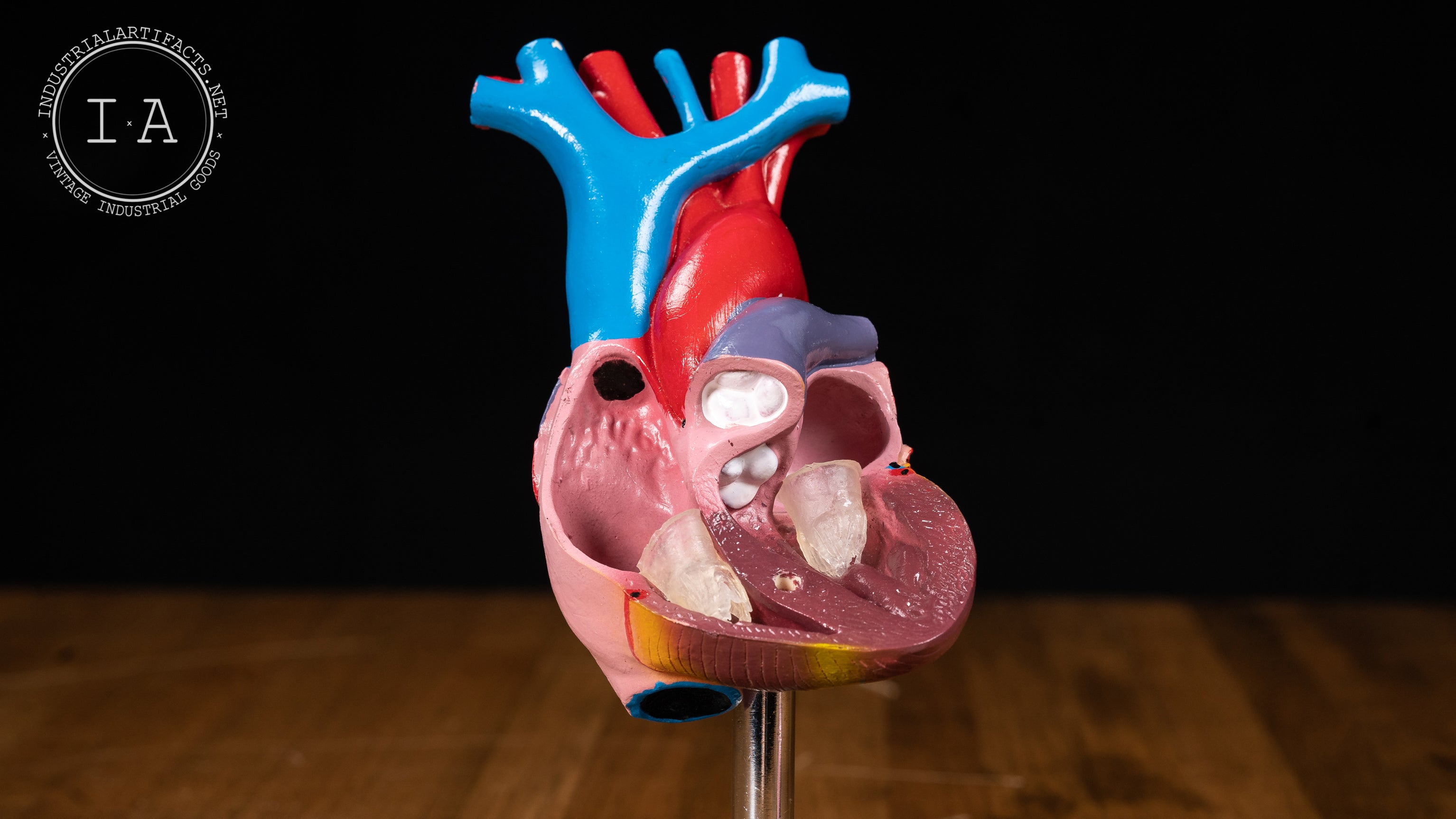 Vintage Laboratory Anatomical Heart Model – Industrial Artifacts
