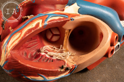 Vintage Denoyer And Geppert Anatomical Heart Model